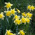 Narcissus pseudonarcissus 'Lobularis'