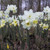 Narcissus 'Pueblo'