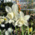 Narcissus 'Pueblo'