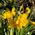 Narcissus 'Quail'