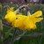 Narcissus 'Quail'