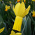 Narcissus 'Rapture'