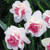 Narcissus 'Replete'