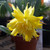 Narcissus 'Rip Van Winkle'