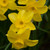Narcissus 'Sabrosa'