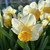 Narcissus 'Salome'