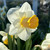 Narcissus 'Salome'