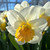 Narcissus 'Salome'
