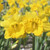 Narcissus 'Say Cheese'