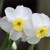 Narcissus 'Segovia'