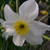 Narcissus 'Segovia'