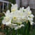 Narcissus 'Silver Chimes'