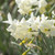 Narcissus 'Starlight Sensation'