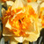 Narcissus 'Sun Catchers'