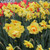 Narcissus 'Tahiti'