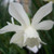 Narcissus 'Thalia'