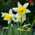 Narcissus 'Topolino'