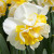 Narcissus 'Westward'