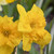 Narcissus 'Yellow Parrot'