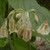 Nectaroscordum siculum bulgaricum