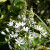 Ornithogalum ponticum 'Sochi'