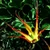 Tulipa acuminata