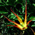 Tulipa acuminata
