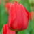 Tulipa 'Apeldoorn'