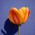 Tulipa 'Apeldoorn's Elite'