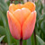 Tulipa 'Apricot Impression'