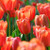 Tulipa 'Apricot Impression'