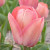 Tulipa 'Apricot Pride'