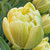 Tulipa 'Avant Garde'