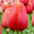 Tulipa 'Avignon'