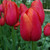 Tulipa 'Avignon'