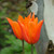 Tulipa 'Ballerina'