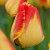 Tulipa 'Banja Luka'