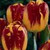 Tulipa 'Banja Luka'