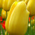Tulipa 'Big Smile'