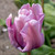 Tulipa 'Blue Parrot'