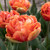 Tulipa 'Brisbane'