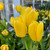 Tulipa 'Candela'