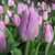 Tulipa 'Candy Prince'