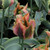Tulipa 'China Town'