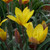 Tulipa clusiana chrysantha 'Tubergen's Gem'