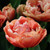Tulipa 'Copper Image'