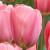 Tulipa 'Design Impression'