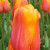Tulipa 'Dordogne'