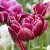 Tulipa 'Dream Touch'