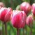 Tulipa 'Drumline'